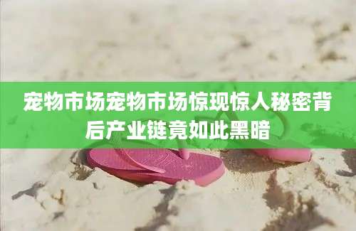 宠物市场宠物市场惊现惊人秘密背后产业链竟如此黑暗