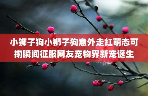 小狮子狗小狮子狗意外走红萌态可掬瞬间征服网友宠物界新宠诞生