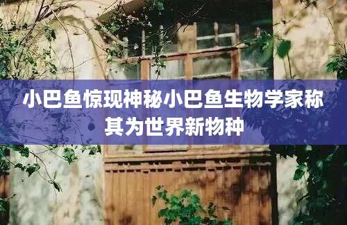 小巴鱼惊现神秘小巴鱼生物学家称其为世界新物种