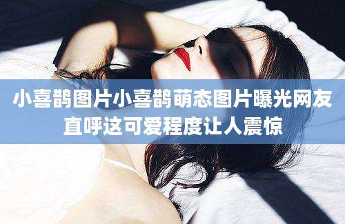 小喜鹊图片小喜鹊萌态图片曝光网友直呼这可爱程度让人震惊
