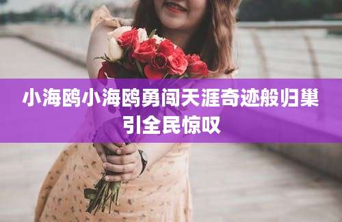 小海鸥小海鸥勇闯天涯奇迹般归巢引全民惊叹