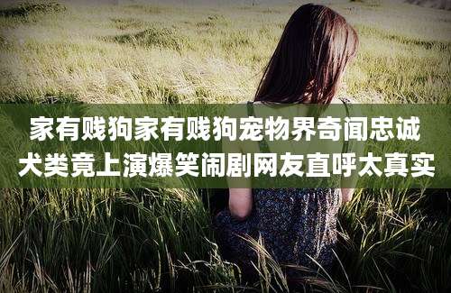 家有贱狗家有贱狗宠物界奇闻忠诚犬类竟上演爆笑闹剧网友直呼太真实
