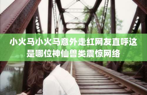 小火马小火马意外走红网友直呼这是哪位神仙兽类震惊网络