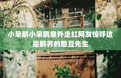 小呆鹅小呆鹅意外走红网友惊呼这是鹅界的憨豆先生